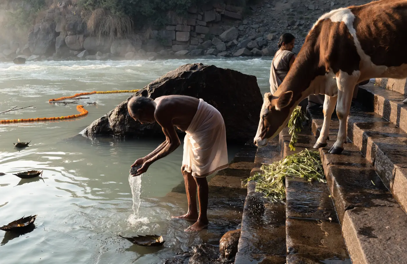 An elderly man in a white dhoti stands ankle-deep in the Ganga at Har Ki Pauri pouring water and black sesame from cupped hands, while a woman feeds green fodder to a cow on the ghat steps beside him